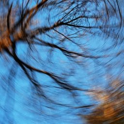 Worm's eye view of a tree swirled in a manner of experiencing vertigo or dizziness.